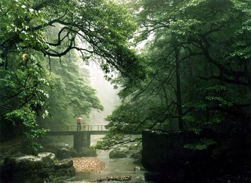 森林公園金鞭溪風光